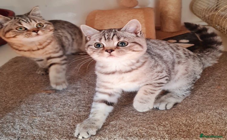 British Shorthair cats - Advert 12