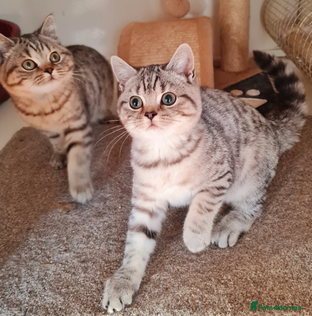 British Shorthair cats for sale: Beautiful British shorthaired kittens  - Image 1
