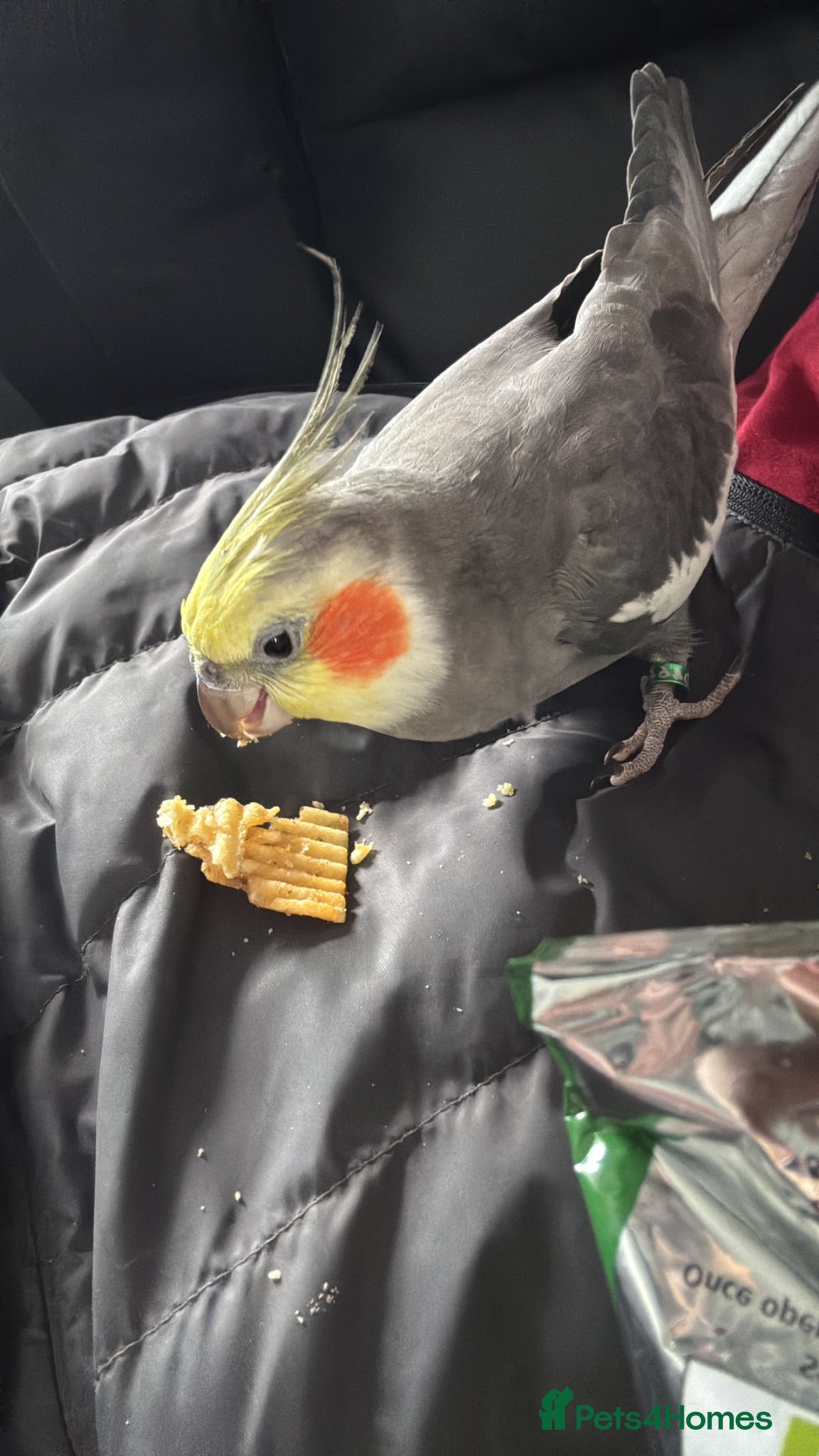 Cockatiels birds Male cockatiel  - Advert 4