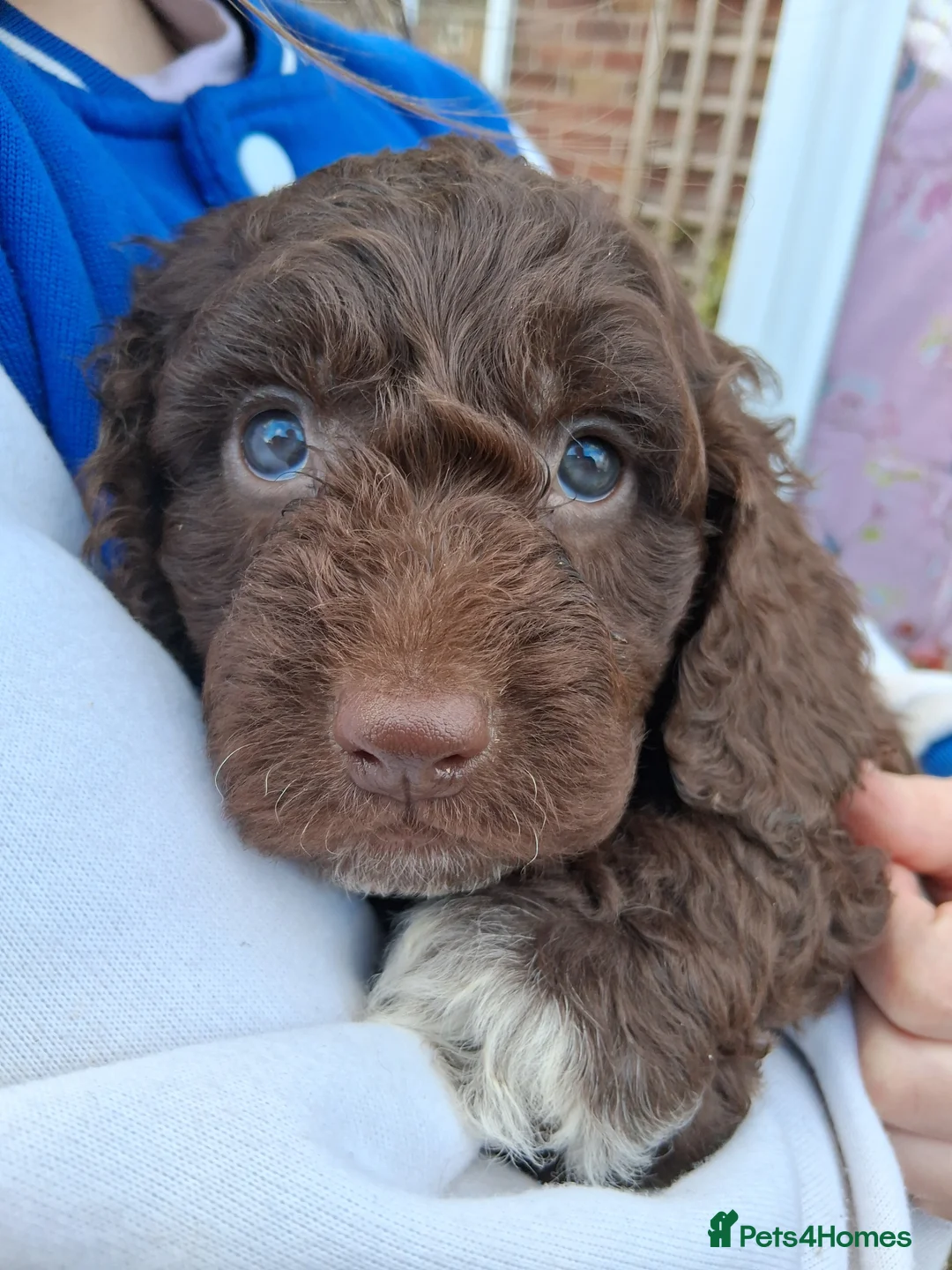 Cockapoo dogs for sale: Stunning cockerpoo puppies ready mid March - Advert 20