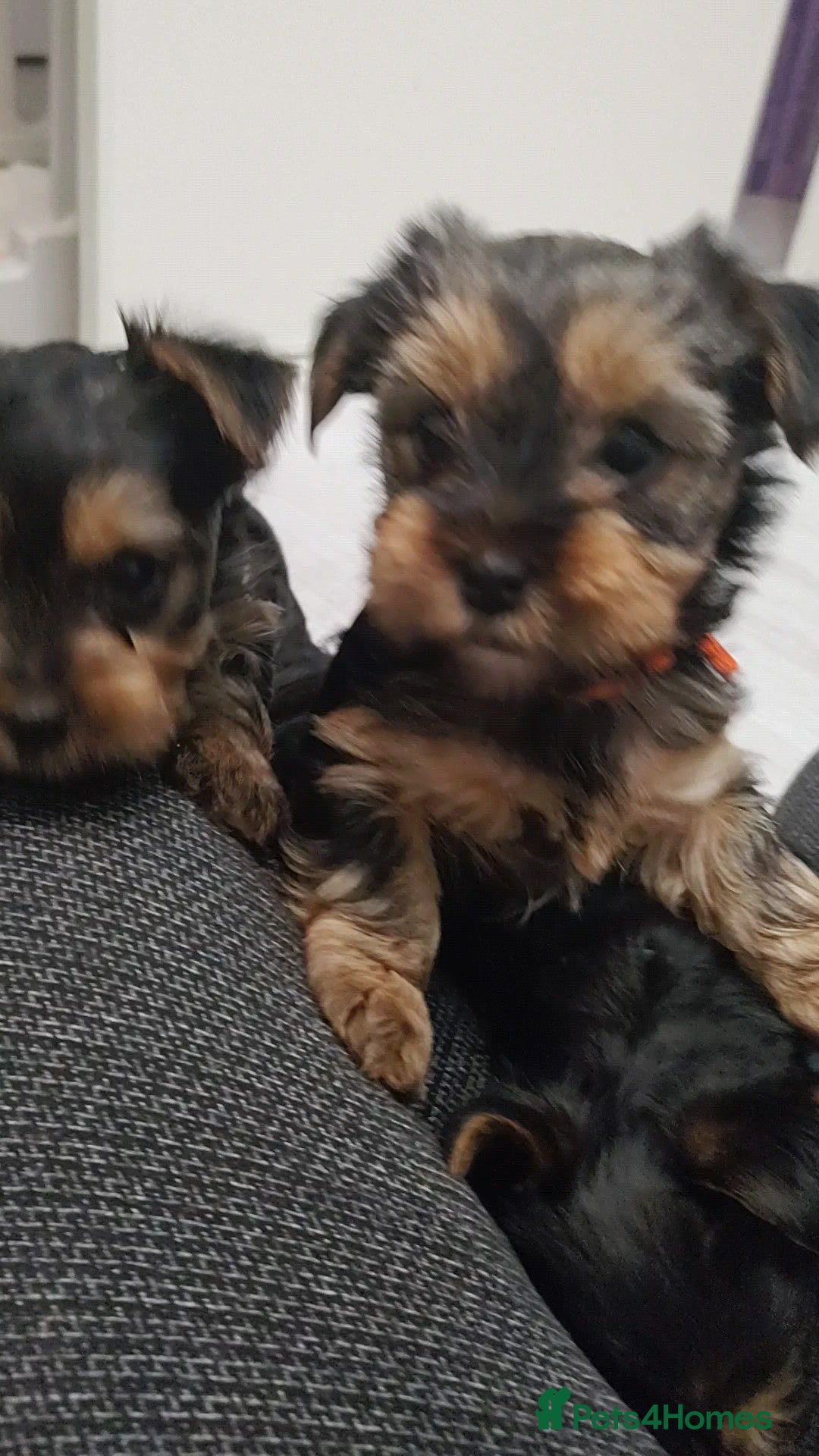 Yorkshire Terrier dogs Adorable Mini Yorkshire Terrier Puppies - Advert 2
