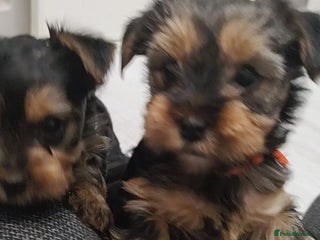 Yorkshire Terrier dogs Adorable Mini Yorkshire Terrier Puppies - Advert 2