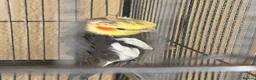 Cockatiels birds for sale: Cockatiels for sale in Watford - Advert 3