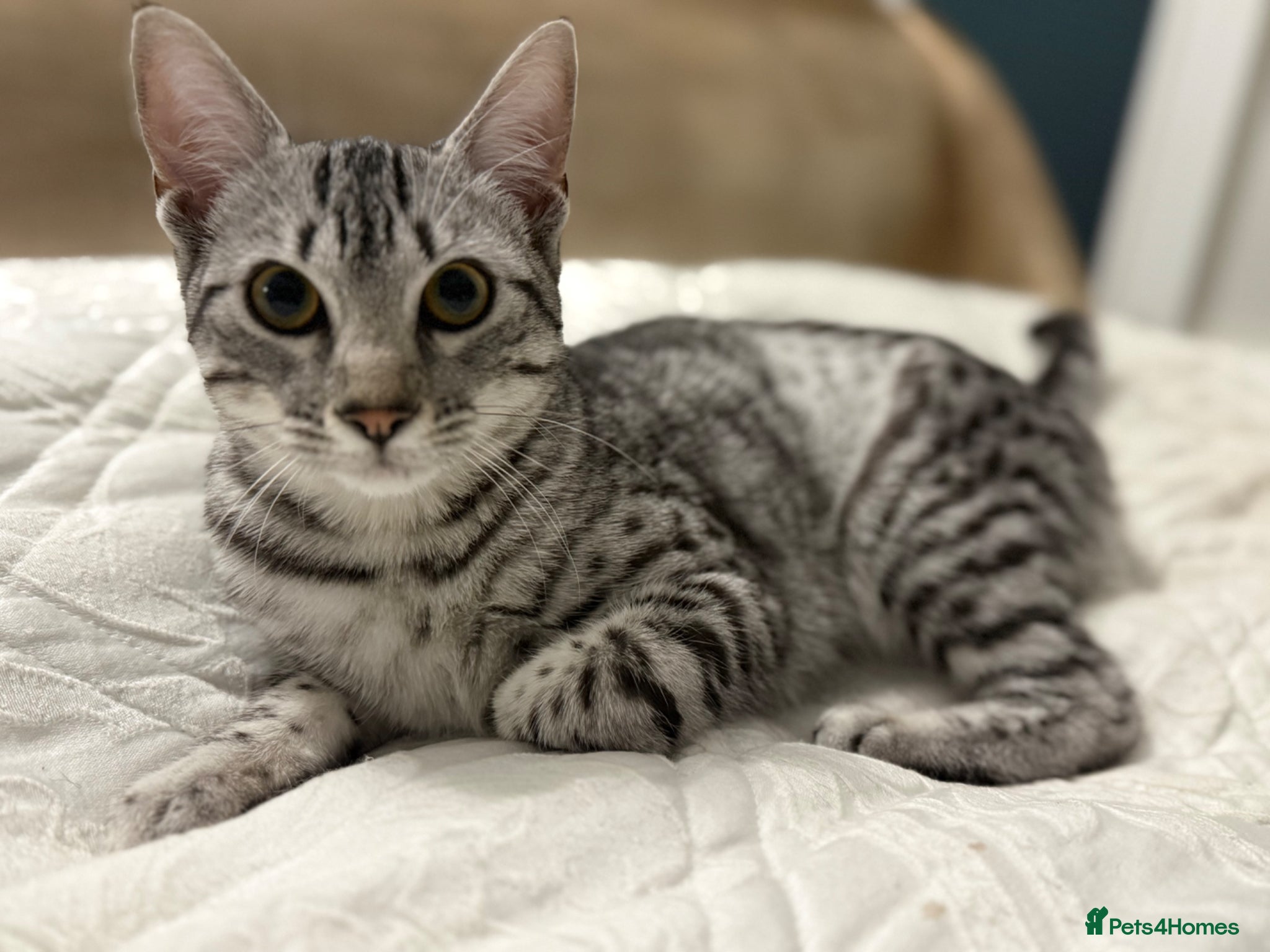 Egyptian Mau cats Adorable Silver Egyptian Mau Princess 💕 - Advert 5