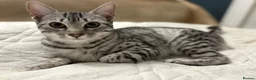 Egyptian Mau cats for sale: Adorable Silver Egyptian Mau Princess 💕 - Advert 1