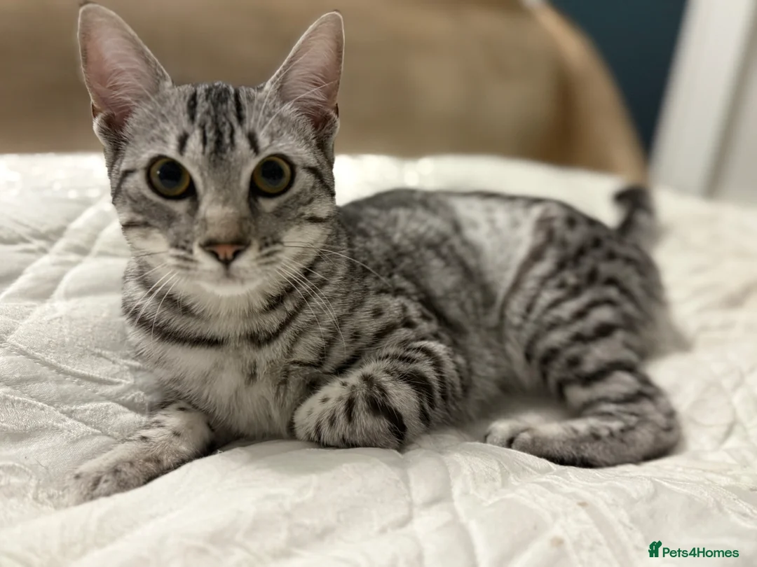 Egyptian Mau cats for sale: Adorable Silver Egyptian Mau Princess 💕 - Advert 1
