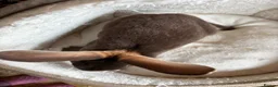 Rex rabbits for sale: Beautiful friendly chocolate otter mini Rex - Advert 3