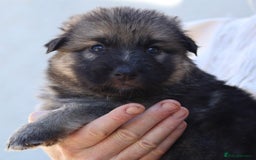 German Shepherd dogs for sale: Adorable GSD pups, straight back line, KC reg - Image 20