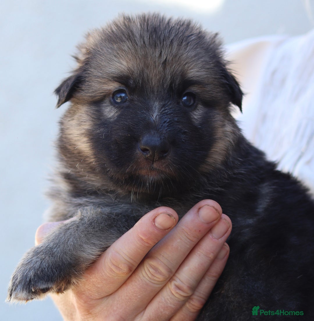 German Shepherd dogs for sale: Adorable GSD pups, straight back line, KC reg - Image 20