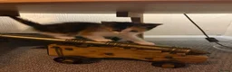 Mixed Breed cats for sale: 6/7 Week old Tortoise Female Kitten - Advert 18
