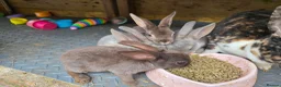 Rex rabbits for sale: Mini Rex and DwarfxRex - Advert 10