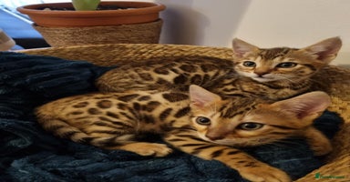 Bengal cats - Advert 1