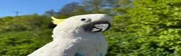 Cockatoo birds for sale: Triton Cockatoo - Beautiful Tame Trained & Social  in Stroud - Advert 9