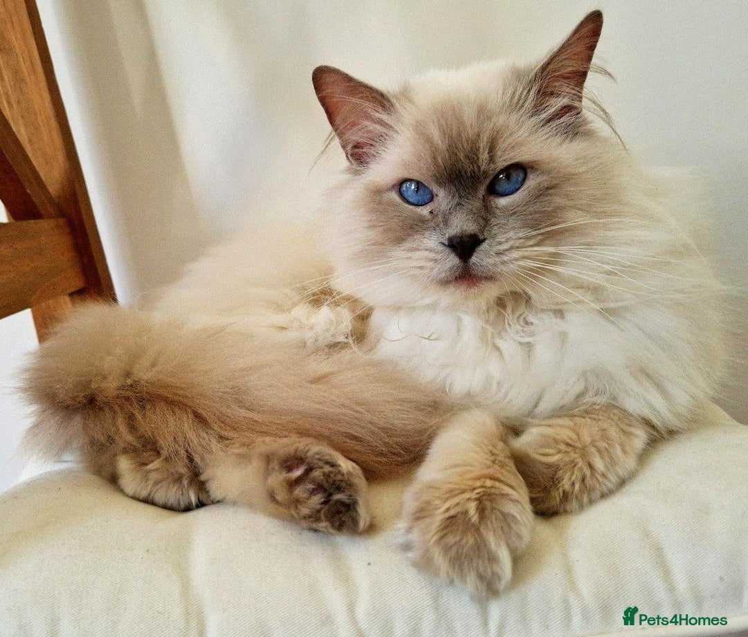 Ragdoll cats for stud: Ragdoll Stud Lilac Colour GCCF Active. in Sheffield - Image 3