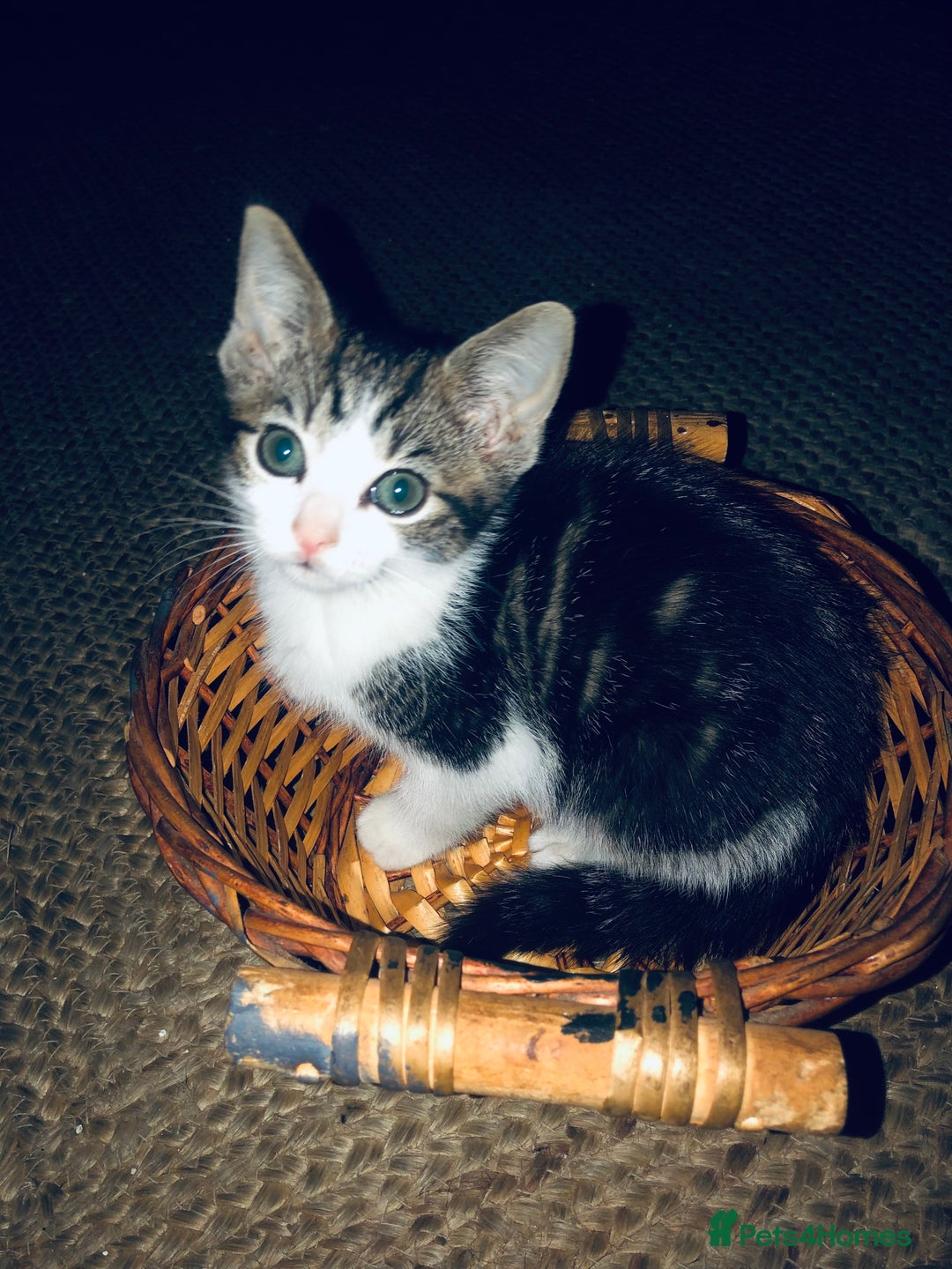 Mixed Breed cats for sale: Kittens  - Image 12