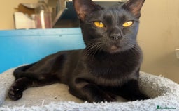 Bombay cats for sale: Beautiful Rare Female Pedigree Bombay Cat GCCF Reg - Image 3