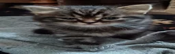 Mixed Breed cats for sale: 2 very fluffy kittens - Advert 3