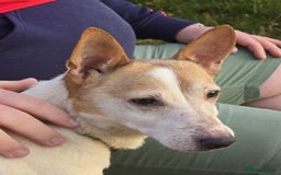 Jack Russell dogs for sale: 8 year old Jack Russell for sale - Image 8