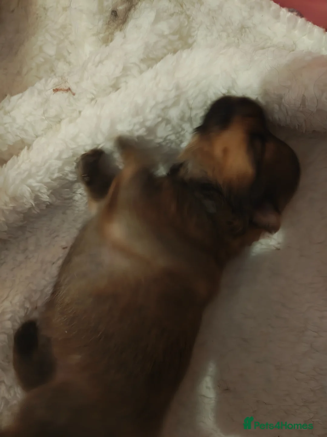 Pomeranian dogs for sale: 2 baby poms one male one female - Advert 9