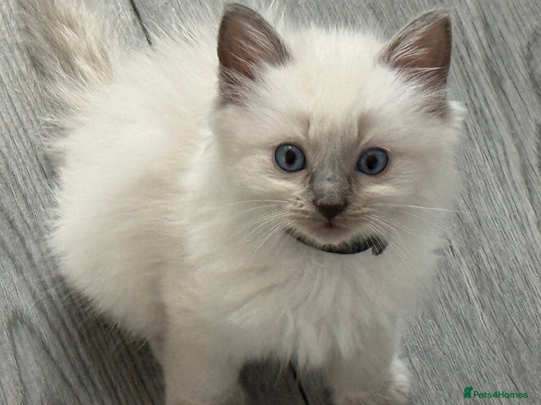 Ragdoll cats for sale: Stunning bluepoint Ragdoll kittens - Image 26