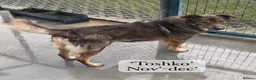 Mixed Breed dogs for adoption: Toshko, approx 10 yrs. Available for adoption. - Advert 18
