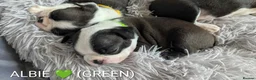 Boston Terrier dogs for sale: Beautiful Boston Terrier Puppies For Sale - Advert 8