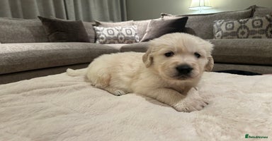 Golden Retriever dogs Beautiful KC Registered Golden Retriever Puppies - Advert 8