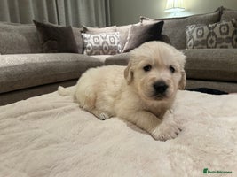 Golden Retriever dogs Beautiful KC Registered Golden Retriever Puppies - Advert 8