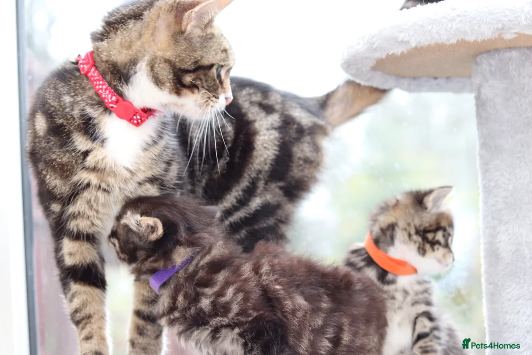 Mixed Breed cats for sale: Adorable Kittens - Advert 9