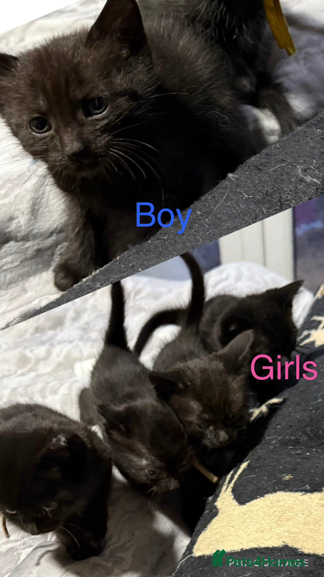 Mixed Breed cats 8 beautiful kittens - Advert 15