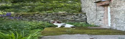 English Springer Spaniel dogs for sale: English springer spaniels liver and white  in Cupar - Advert 8