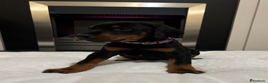 Dobermann Puppy 4