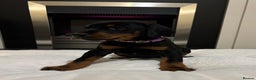 Dobermann dogs for sale: Stunning KC Dobermans champion bloodlines  - Advert 34