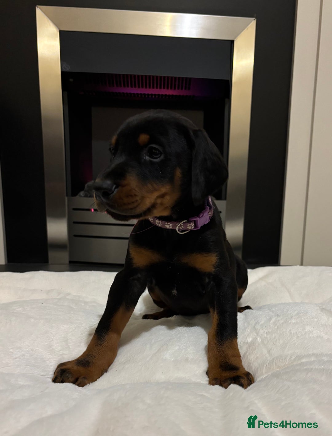 Dobermann dogs for sale: Stunning KC Dobermans champion bloodlines  - Advert 34