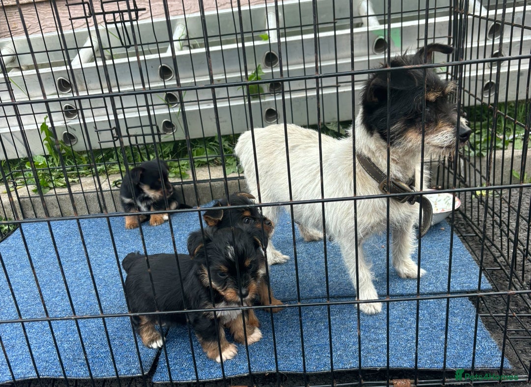 Mixed Breed dogs for sale: 3 beautiful yorkie Russell for sale  - Image 10