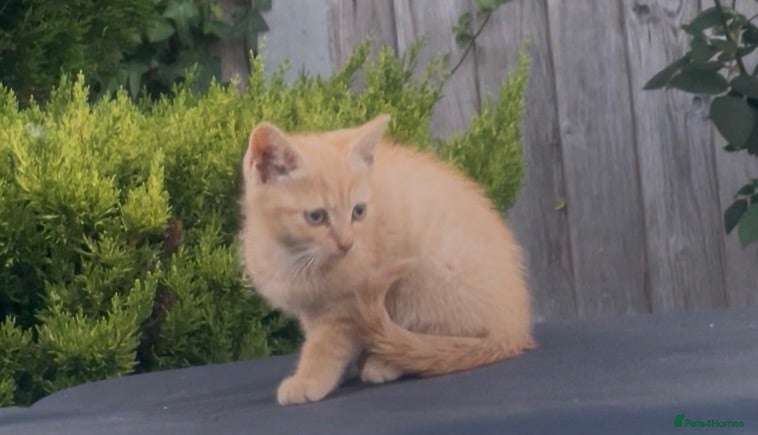 Mixed Breed cats Beautiful kittens need a new home - Advert 4