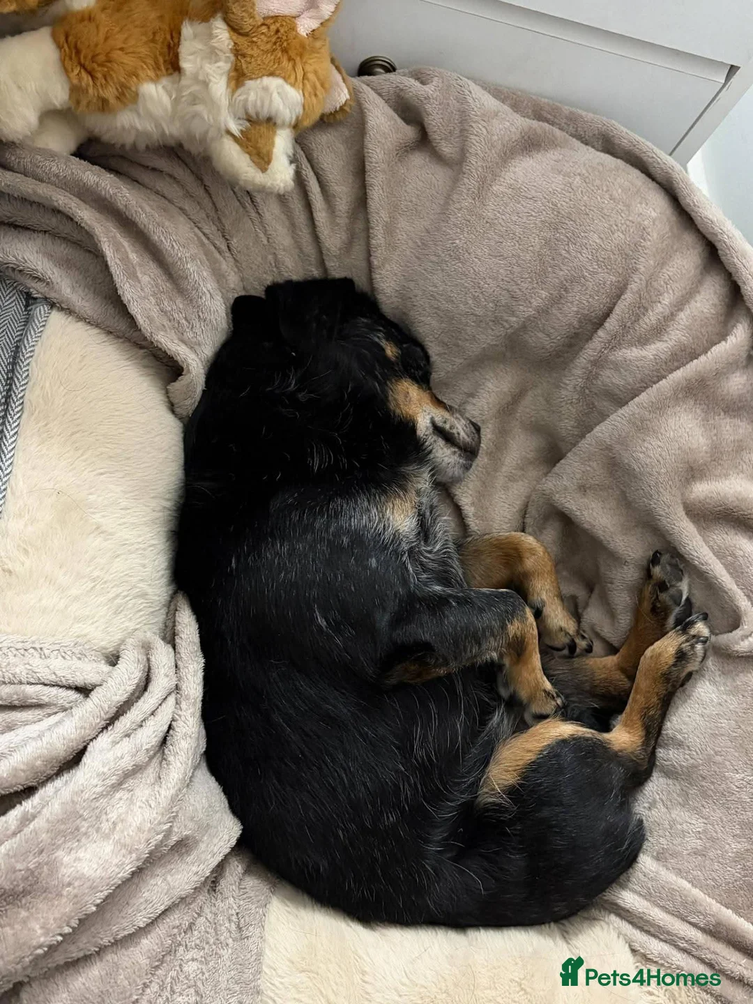 Mixed Breed dogs for adoption: Meet Fraggle, currently residing in East Lothian  in Tranent - Advert 2