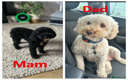 Cockapoo dogs for sale: Adorable F1B Cockapoo Puppies ready 6th November - Image 27
