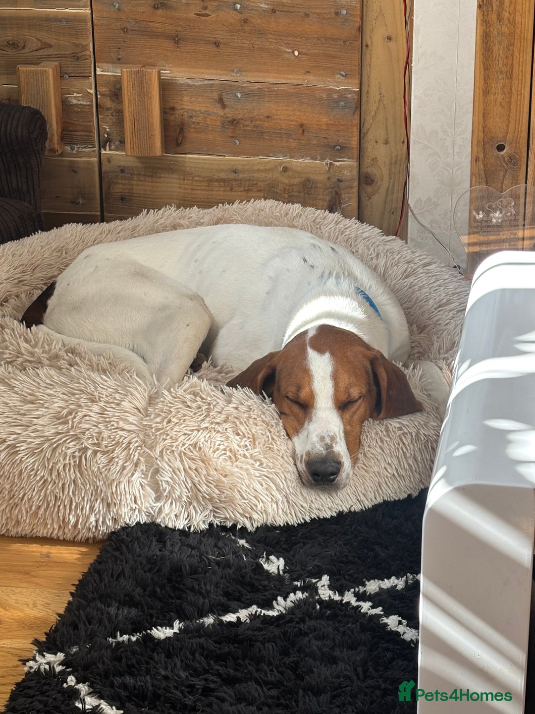 Mixed Breed dogs for sale: Beautiful Dog for rehoming - Advert 3