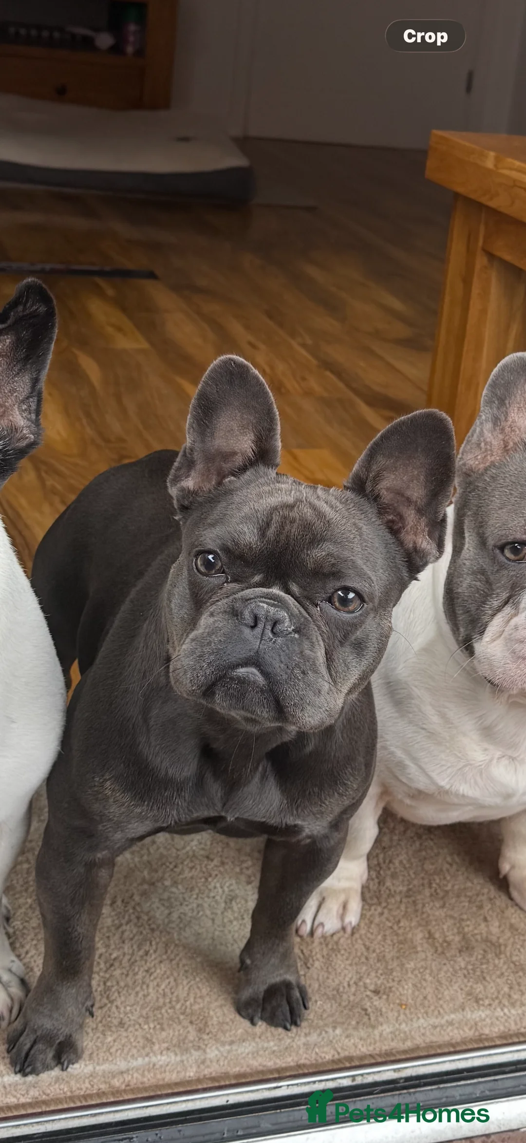 French Bulldog dogs for sale: French Bulldog  in Abingdon - Advert 2