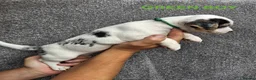 Jack Russell dogs for sale: Jack russells  - Advert 7