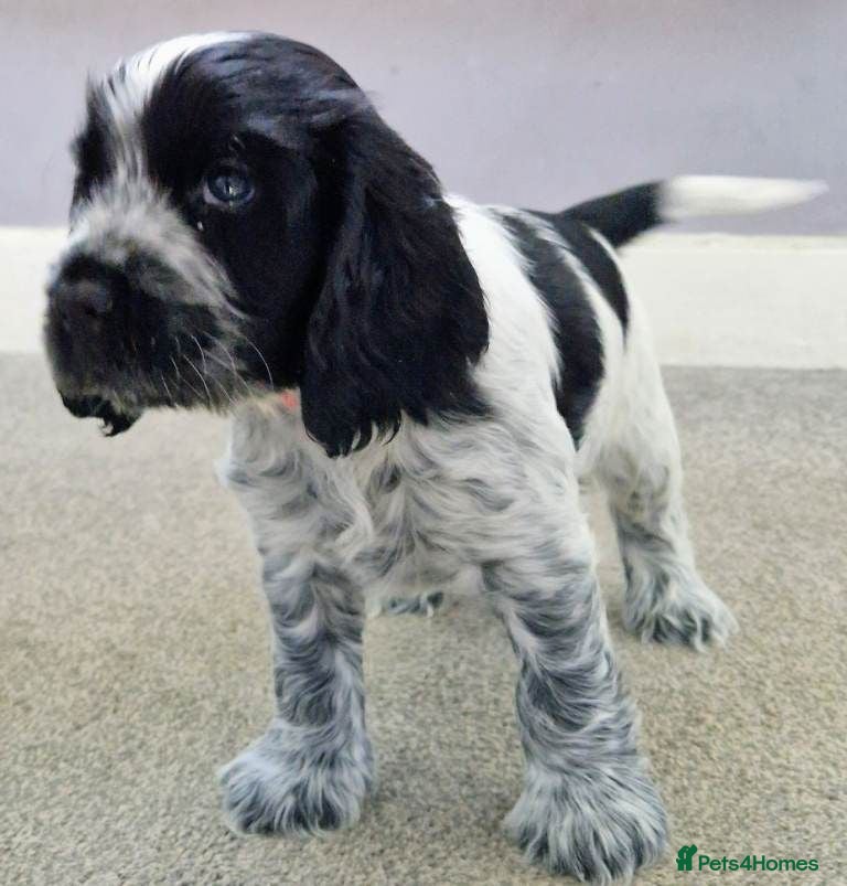 Cocker Spaniel dogs Cocker Spaniel Show Type Puppies - Advert 2