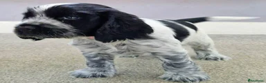 Cocker Spaniel 3