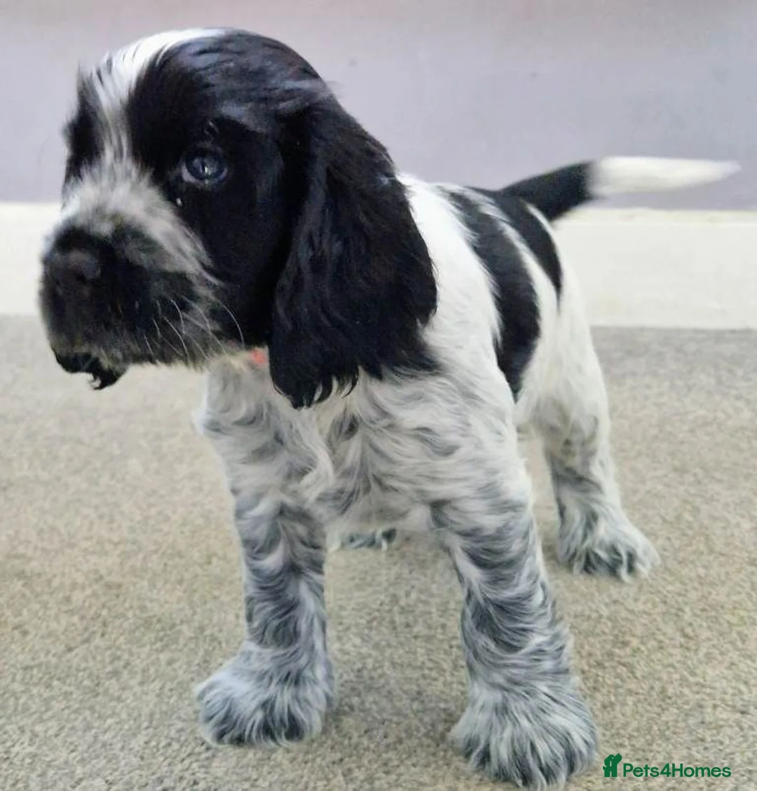 Cocker Spaniel dogs for sale: Cocker Spaniel Show Type Puppies - Advert 1