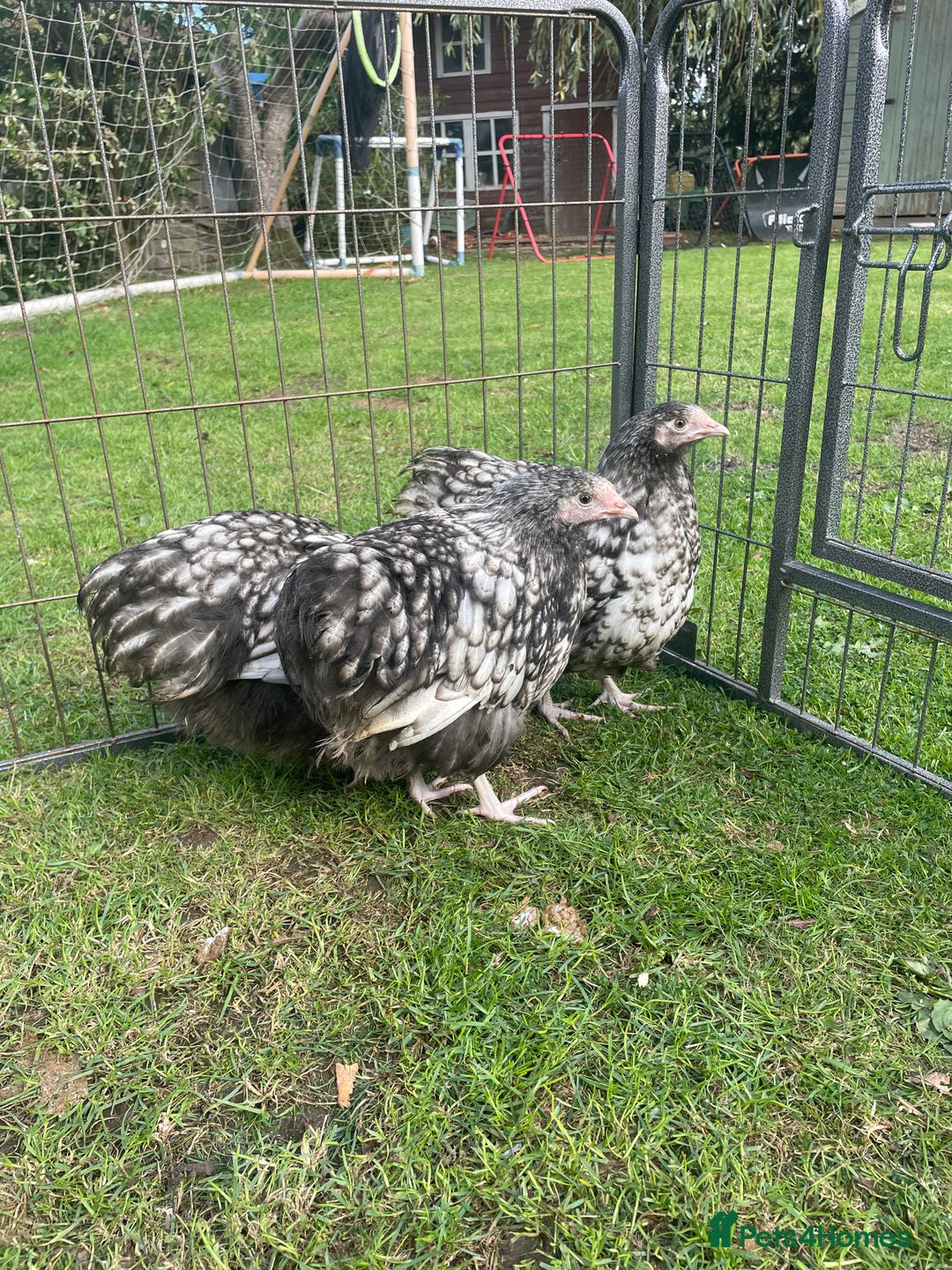 Chickens poultry for sale: Silver Laced Orpington Pair  - Image 4
