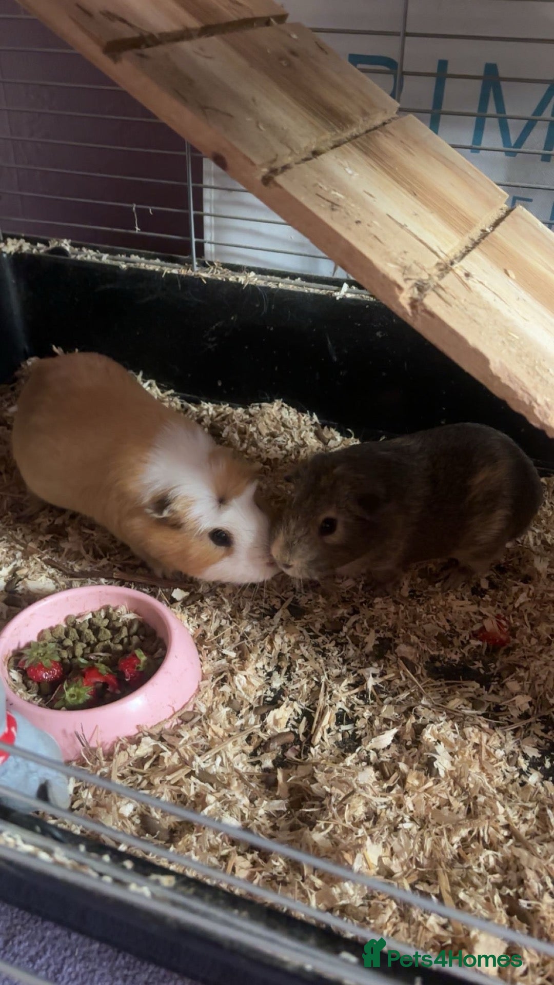 Guinea Pig rodents 2 male guniepig - Advert 15