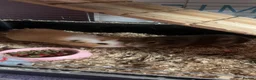 Guinea Pig rodents for sale: 2 male guniepig in Houghton le Spring - Advert 1