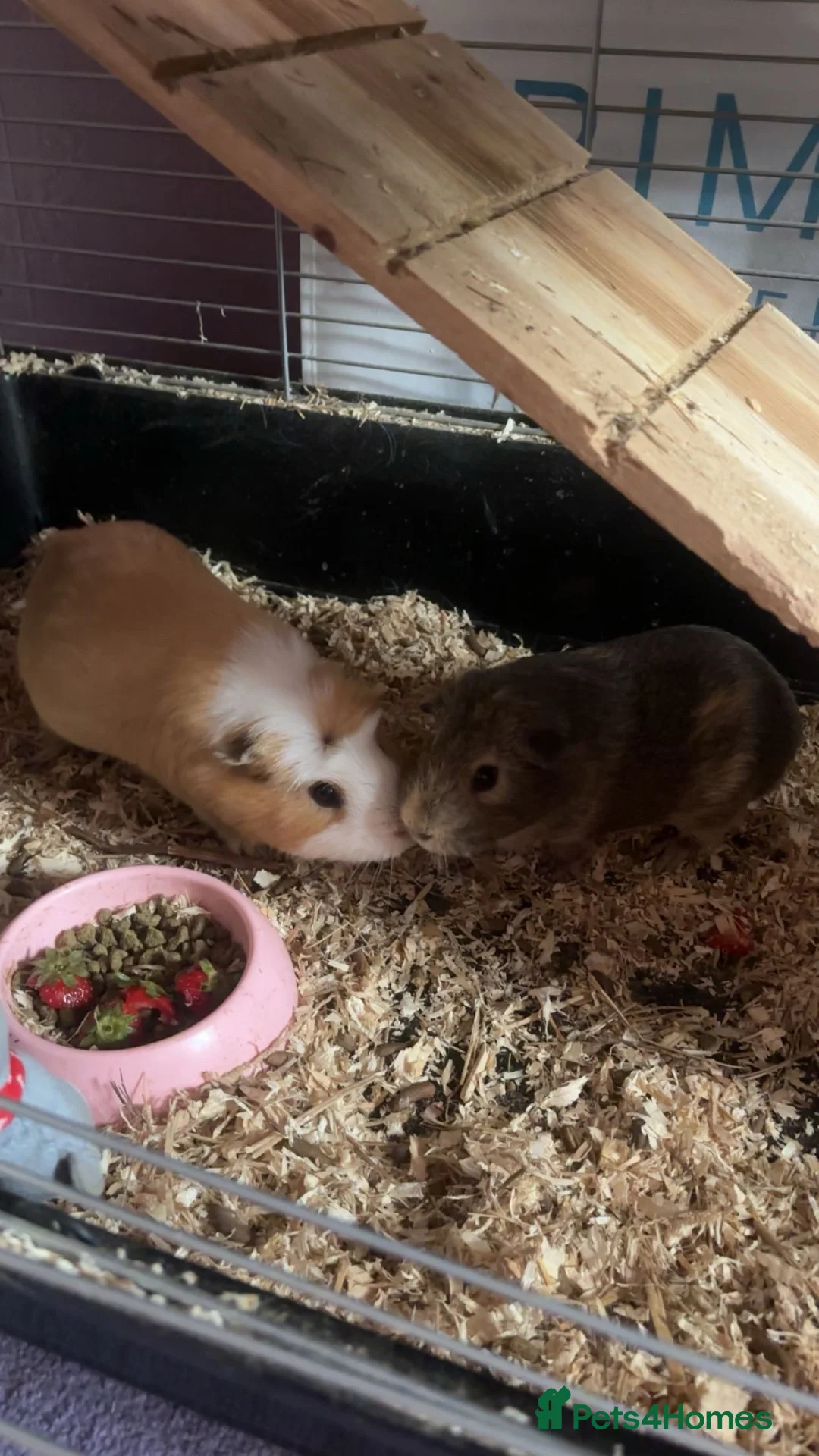 Guinea Pig rodents for sale: 2 male guniepig in Houghton le Spring - Advert 1