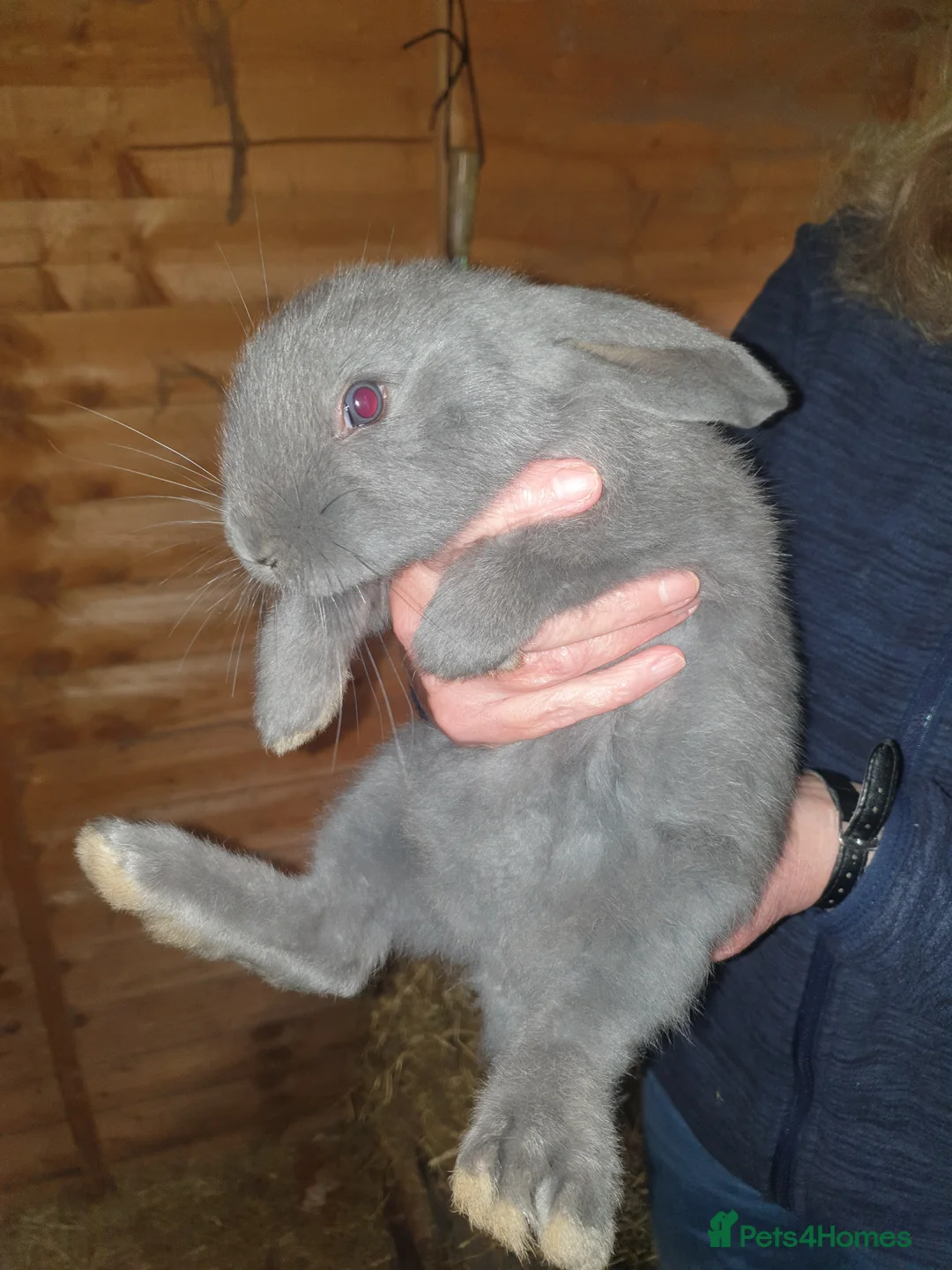 Continental Giant rabbits for sale: Baby giant rabbits in Newton Abbot - Advert 2