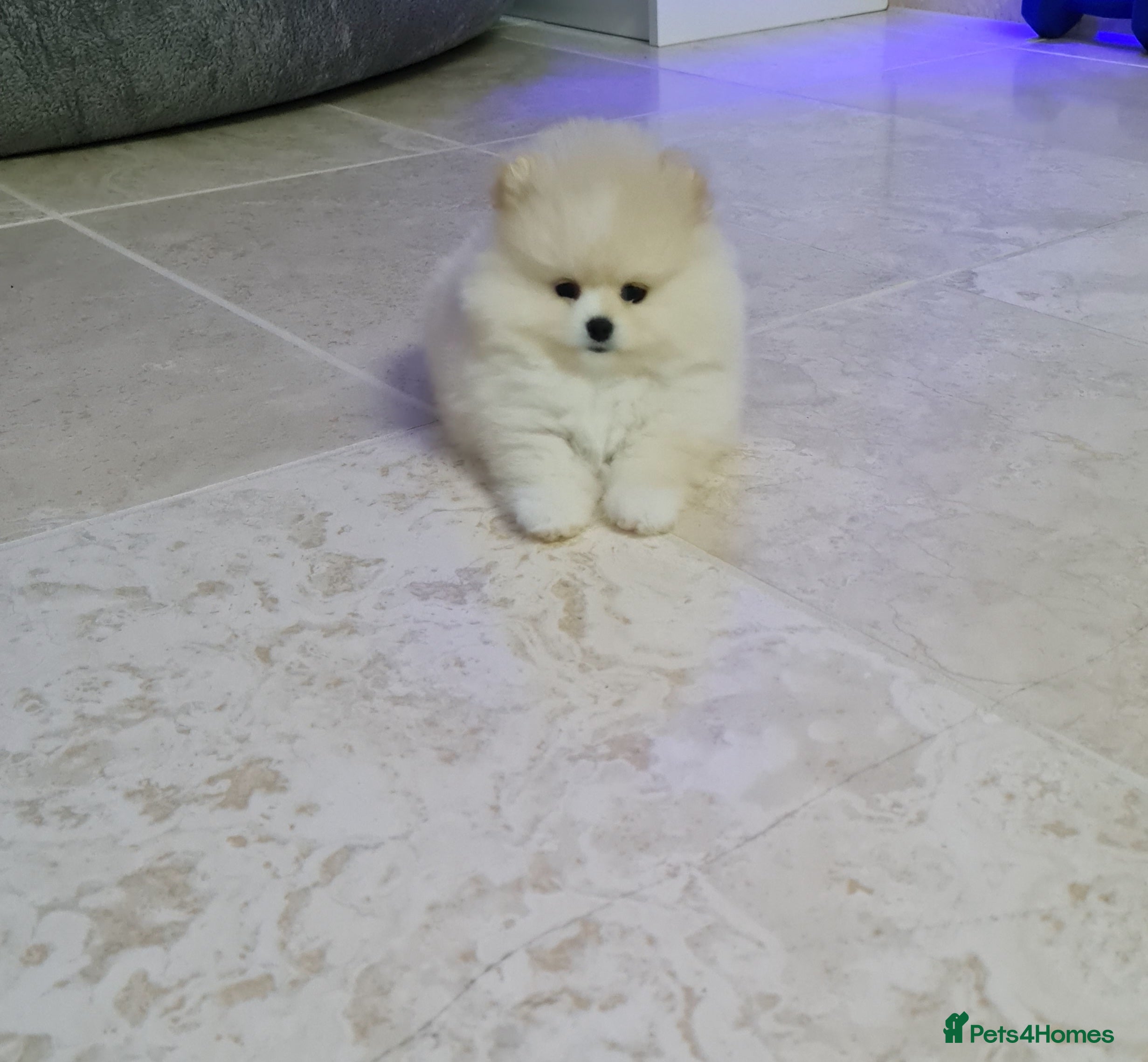 Pomeranian dogs Stunning cream Teddy purebreed Russian/Ukrainian🌟 - Advert 10